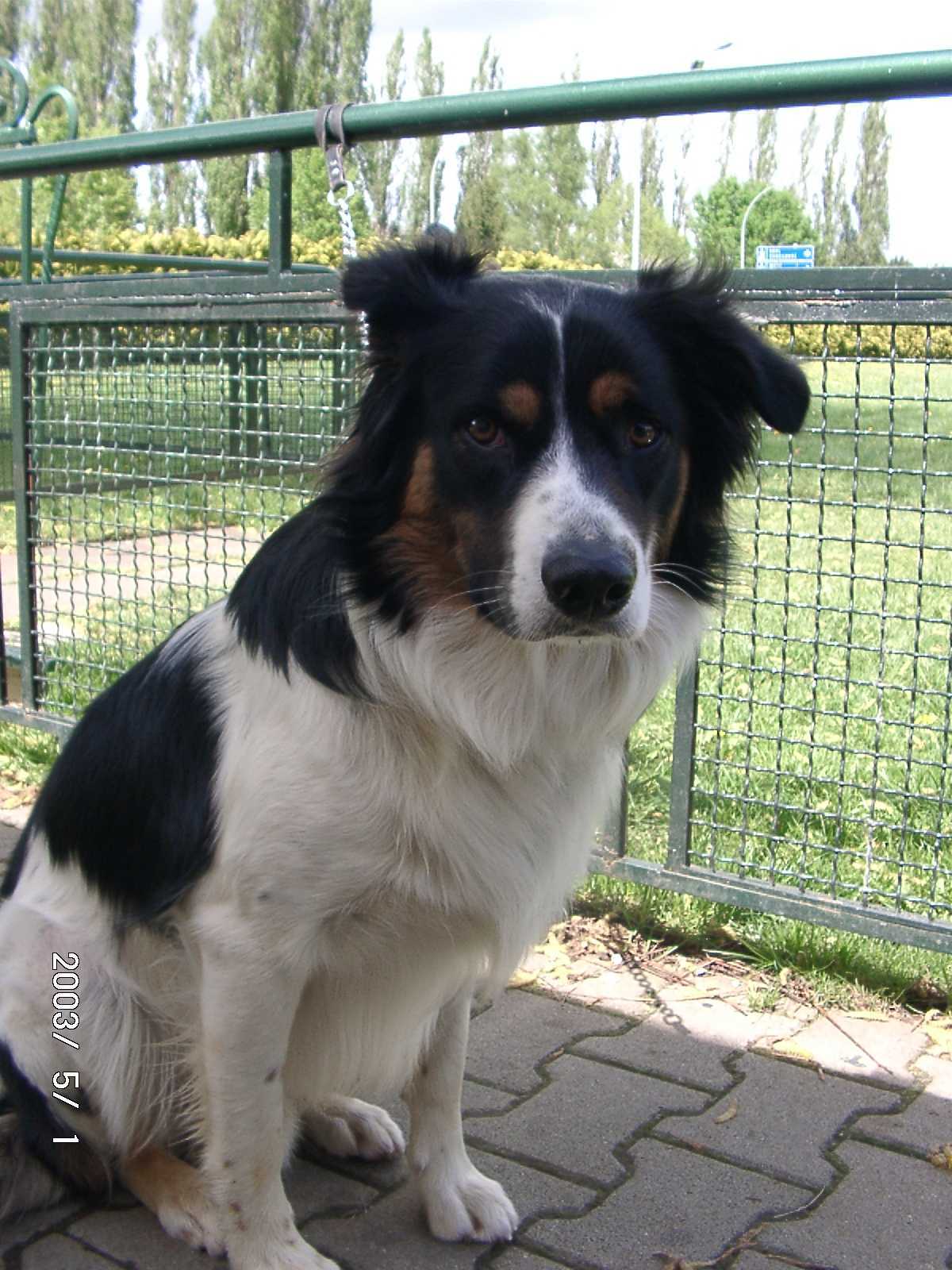 Clinton (Border Collier, Berner Sennen) Berner Sennenhund Border Collie 